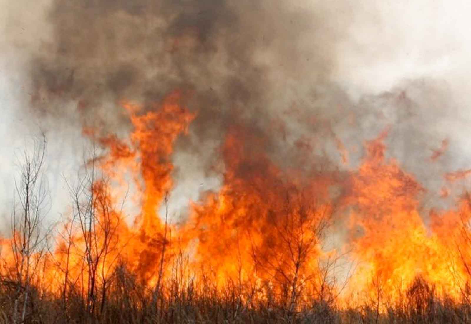 Inhaler demand spiked during 2019-20 bushfires report