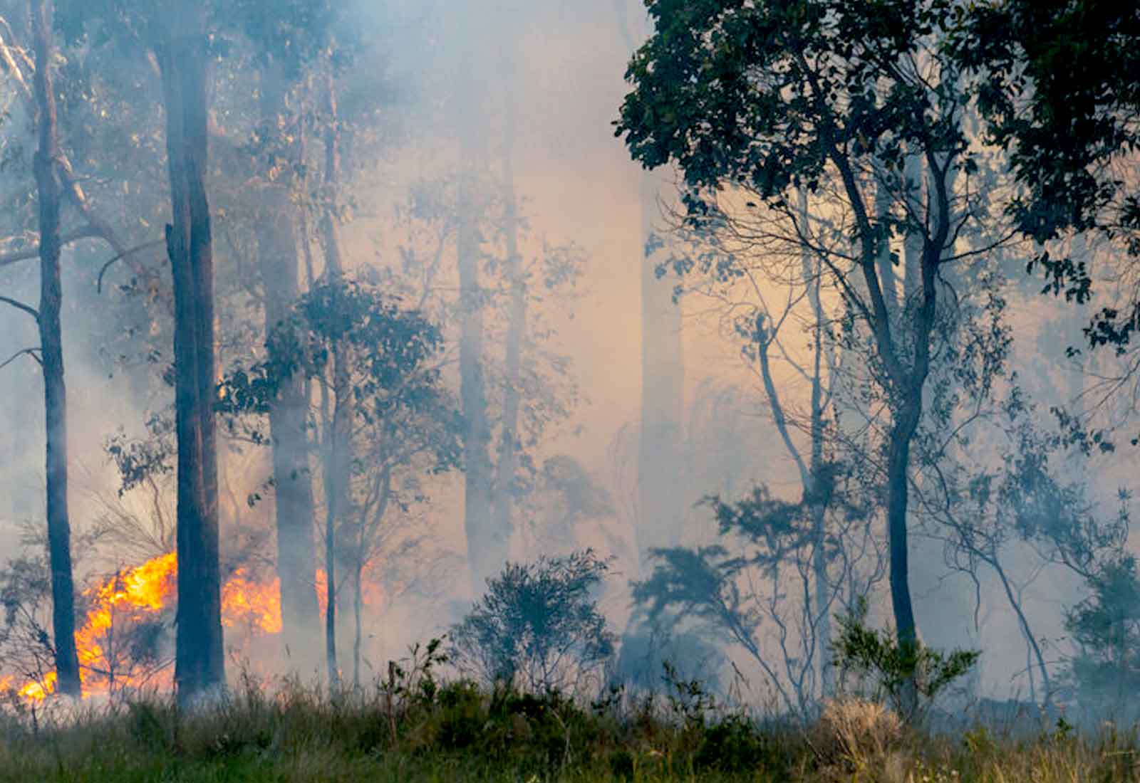 Harms from bushfire smoke: “yesterday was the time to talk about it”